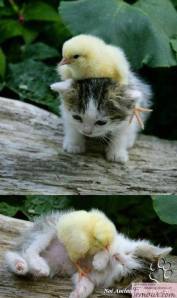 kitten chick