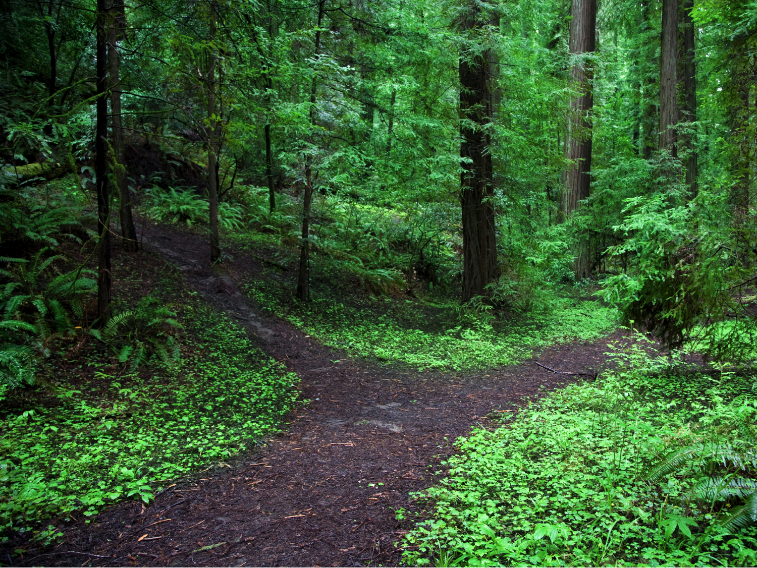 Pointless Path On Being Enlightened by a Guru – The View from a Drawbridge