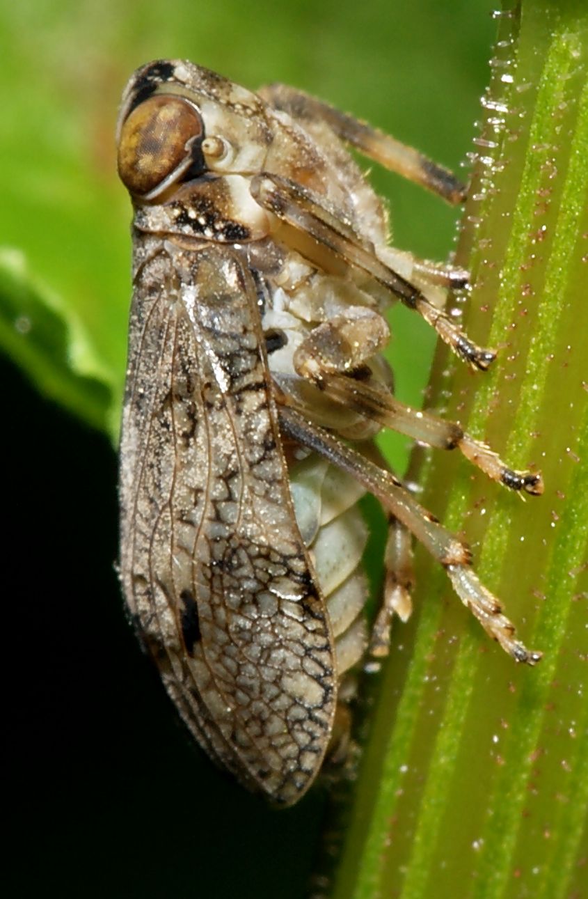 Klopp Insect Nature Gets Another A+ – The View from a Drawbridge