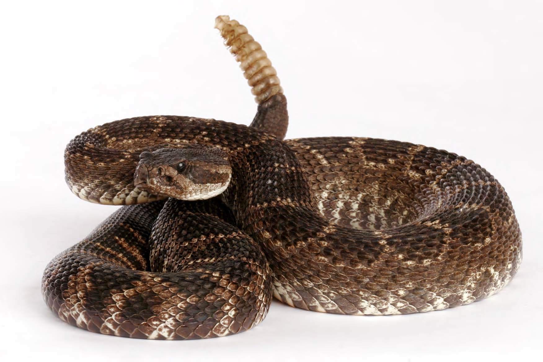 Snake Raccoon Sonic Icons – The View from a Drawbridge