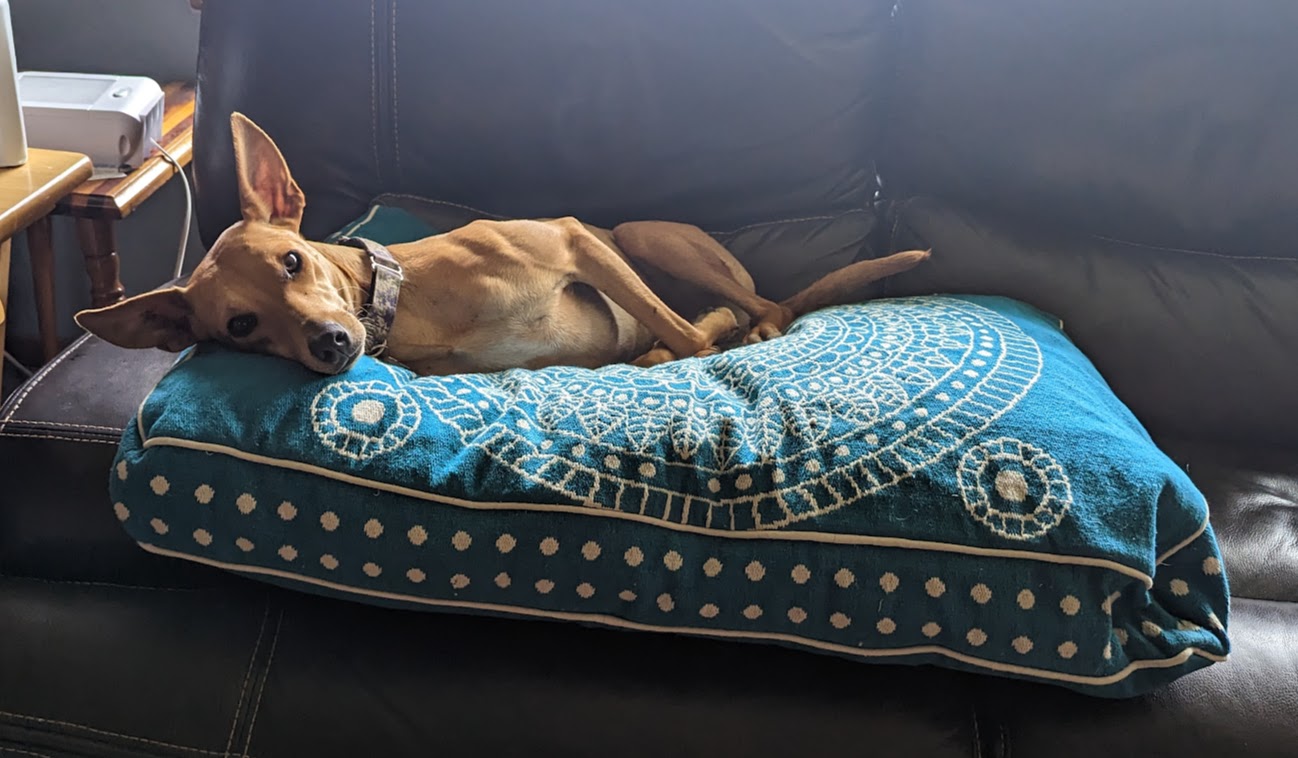 How to Get Mama’s Attention, by Nutmeg, the Dog