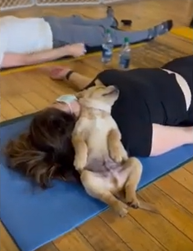 Enhancing Our World One Trip Hazard or Puppy at a Time